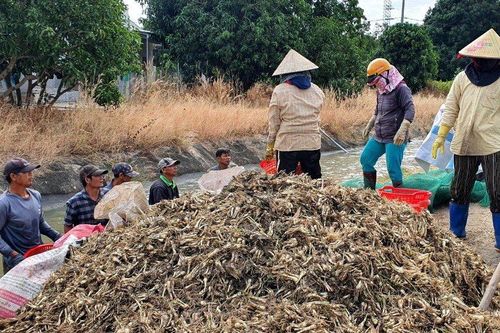 Khánh Hòa: Nông dân kém vui vì kiệu Tết rớt giá