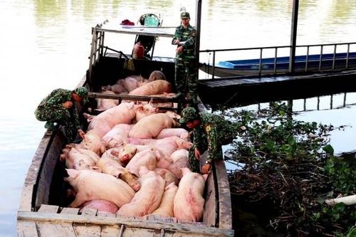 Vì sao Hiệp hội Chăn nuôi Đồng Nai kiến nghị siết chặt nhập lậu gia súc, gia cầm?