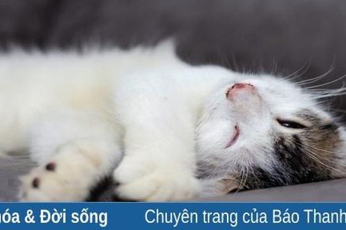Tôi là Tiểu Bạch và đây là chuyện của lũ mèo chúng tôi: Câu chuyện thứ 2 - Ngủ gật