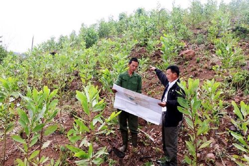 Cần sửa đổi Luật Lâm nghiệp để tương thích với Luật Đất đai mới