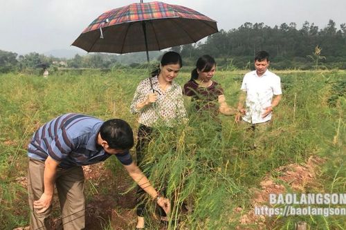 Xây dựng mô hình sản xuất gắn với tiêu thụ sản phẩm: Cơ sở để nông dân phát triển măng tây xanh theo hướng hàng hóa