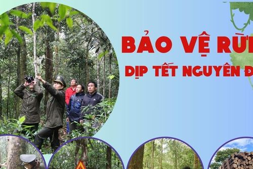 Bảo vệ rừng dịp tết Nguyên đán
