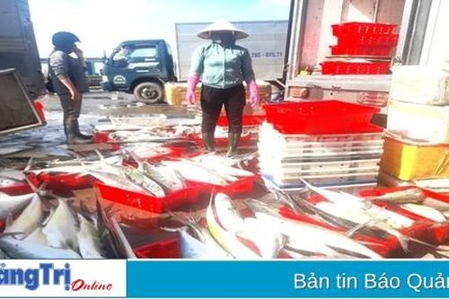 Ngư dân trúng đậm cá bè vàng, cá duội
