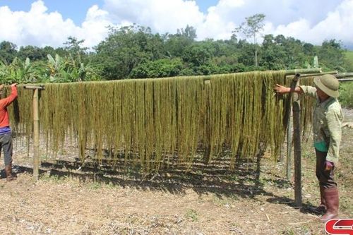 Hiệu quả bước đầu từ trồng cây gai xanh