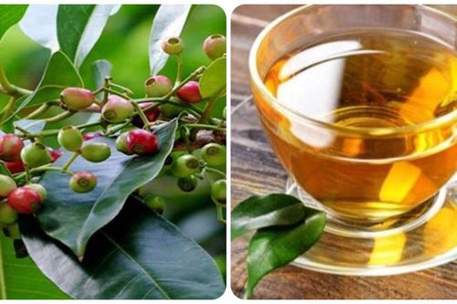 Tác dụng của lá vối với sức khỏe