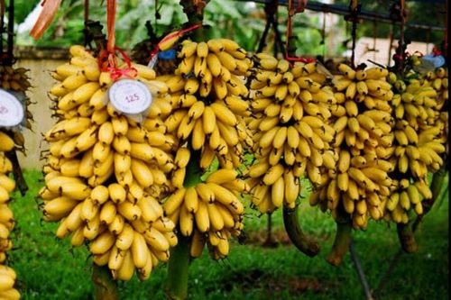 Đặc sản chuối 'tiến vua' vào mùa hốt bạc