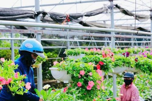 Tết về làng hoa Tích Giang