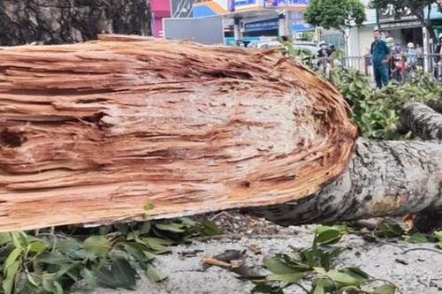 TPHCM: Người đàn ông nguy kịch vì nhánh cây rơi trúng đầu