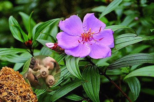 10 bài thuốc tiêu sưng, giảm đau từ cây mua