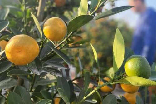 Đào và quất đua nhau xuống phố 'gọi' Tết về