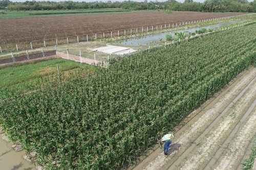 Đổi đời nhờ cây bắp