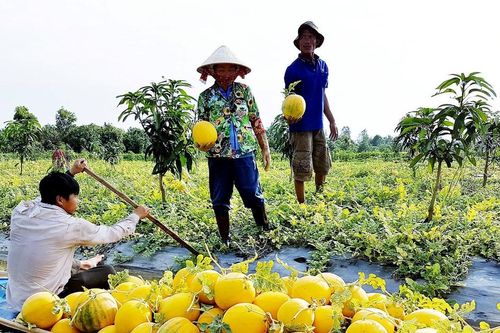 Hối hả mùa thu hoạch dưa chưng Tết
