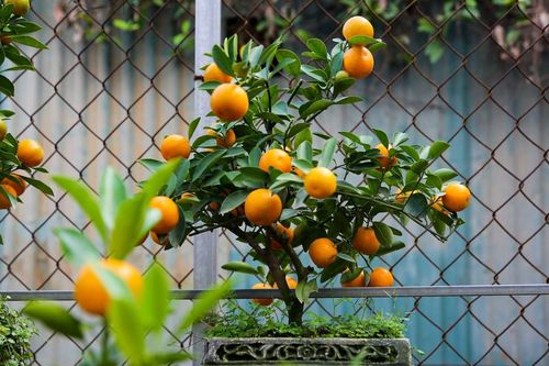 Quất mini 'lên ngôi' dịp Tết