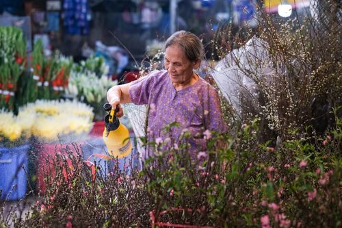 Chơi đào Nhật Tân, tuyết mai sớm bất chấp cái nắng TP.HCM