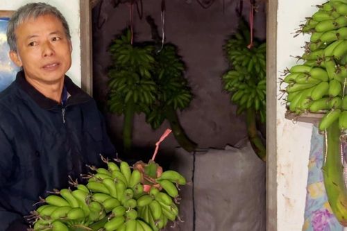 Chuối ngự Đại Hoàng - đặc sản 'tiến vua'
