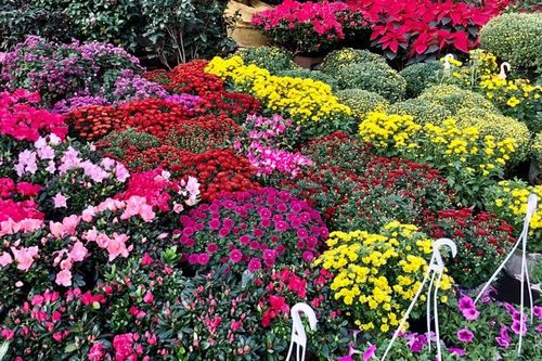Thị trường hoa, cây cảnh Hà Nội: Người dân ăn Tết muộn!
