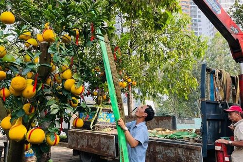 Hoa kiểng nhộn nhịp đổ về TPHCM