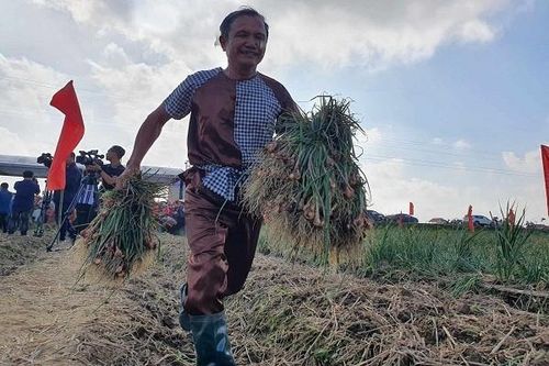 Sôi nổi lễ hội thu hoạch hành, tỏi ở Hải Dương