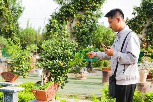Quất mini độc lạ, khách sẵn sàng bỏ cả chục triệu mua về chơi Tết