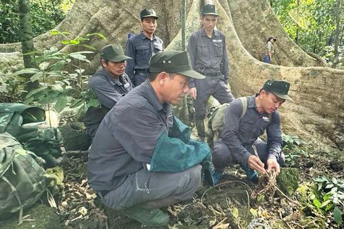 Tháo gỡ hàng trăm bẫy thú ở Vườn quốc gia Cát Tiên