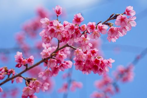 Vẻ đẹp rực rỡ, mỏng manh của hoa anh đào