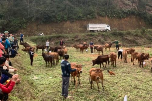 Quân khu I hỗ trợ 40 con bò giống cho các hộ nghèo