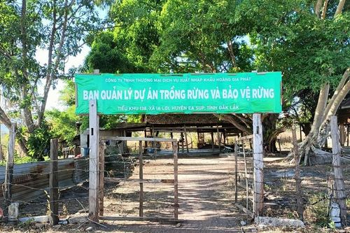 Không quản lý được, Hoàng Gia Phát để 'mất' gần 400ha đất rừng
