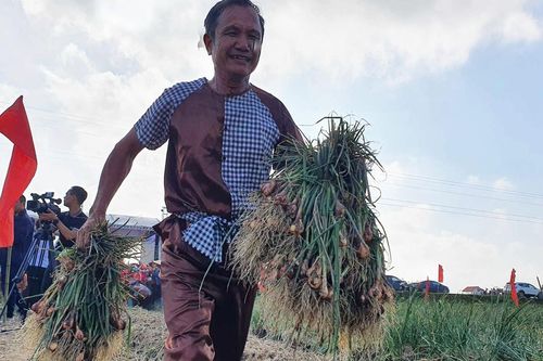 Cần biến hành tỏi Hải Dương thành 'kim chi' trong bữa ăn của người Việt