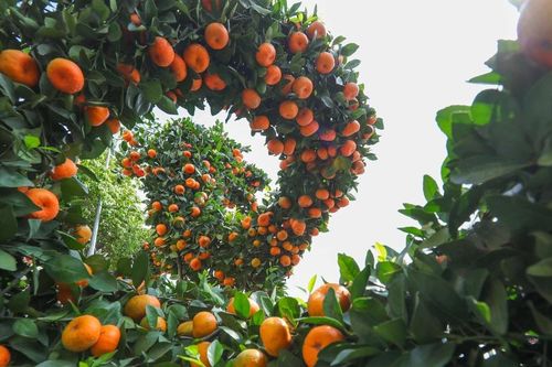 Độc, lạ những cây quất, quýt cảnh mang hình con rồng