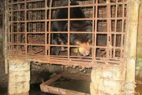 Hà Tĩnh: Bắt thêm đối tượng liên quan vụ mua bán gấu chó