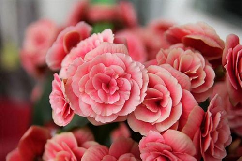 4 chậu hoa rực rỡ cực hợp cho năm Giáp Thìn, nhớ trang hoàng ít nhất 1 chậu trong nhà để hút tài lộc