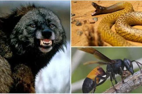 Những loài động vật là 'cơn ác mộng' khủng khiếp đối với con người: Việt nam có 1 loài