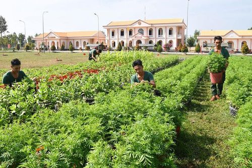 Hoa Tết của bộ đội