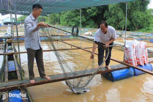 Xây dựng thương hiệu cho nông sản Đồng Nai