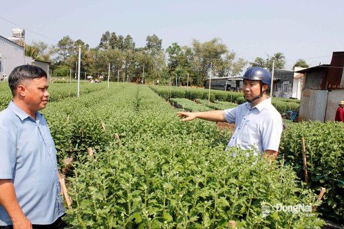 Người trồng hoa tết như 'ngồi trên lửa' vì vắng khách mua