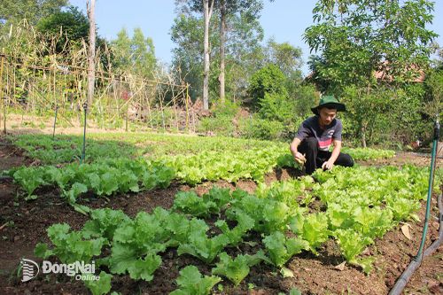 Thêm sản phẩm hữu cơ cung cấp cho thị trường Tết