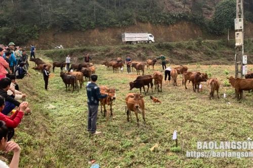 Đoàn Kinh tế – Quốc phòng 338, Quân khu 1 hỗ trợ, bàn giao 40 con bò giống tại xã Thanh Long, huyện Văn Lãng