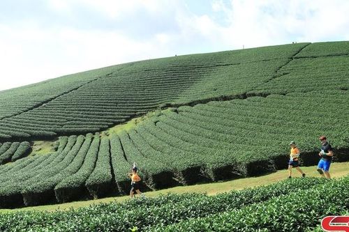 Bước chạy mùa xuân trên cao nguyên
