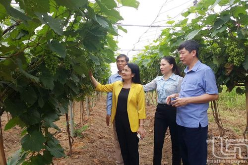TP. Thái Nguyên: Trồng nho hạ đen cho năng suất từ 14-16 tấn/ha