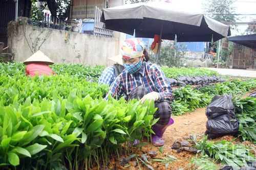 Chủ động nguồn cây giống trồng rừng