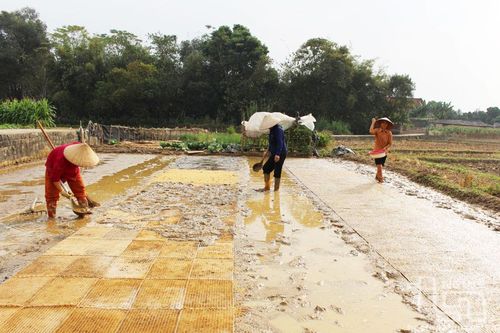 Nông dân Phú Bình tích cực áp dụng tiến bộ kỹ thuật
