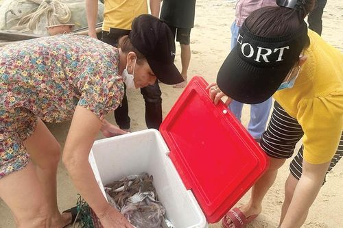 Mùa biển gần bờ thất bát