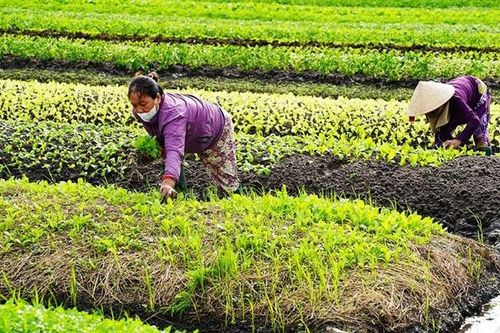 Nông dân Điền Lộc tất bật chuẩn bị rau tết