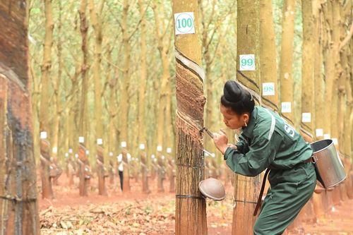 Hụt tiền đền bù từ KCN VSIP III, lãi ròng năm 2023 của Cao su Phước Hòa (PHR) giảm mạnh