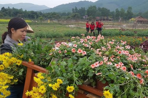 Quảng Ninh: Mùa xuân thêm xanh