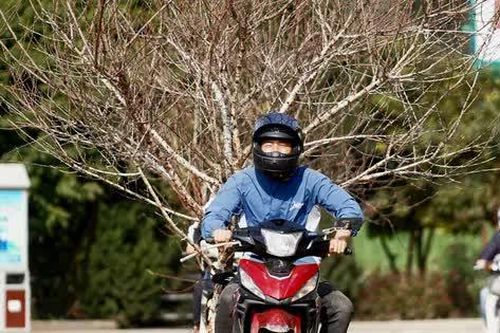 Đào rừng xuống phố khoe sắc đón xuân