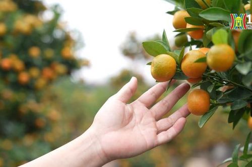 Rực rỡ vườn quất Tứ Liên những ngày giáp Tết