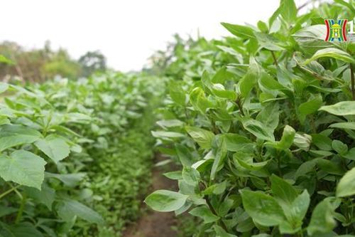 Nghề trồng rau gia vị