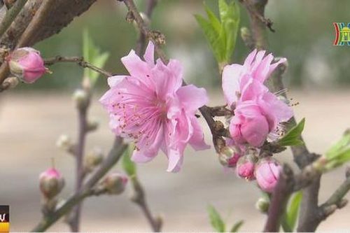 Hội thi hoa đào truyền thống đầu tiên của Hà Nội