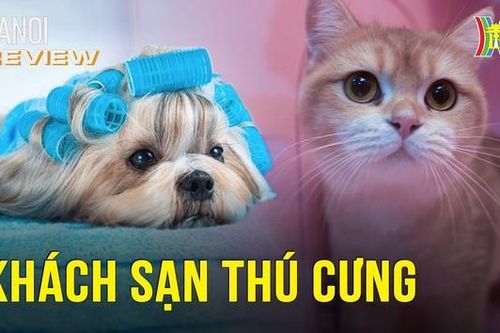 Thú cưng cũng cần đi spa, khách sạn?! | Hà Nội Reviews | 20/01/2024